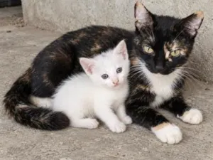 Gato raça SRD-ViraLata idade Abaixo de 2 meses nome Machinho filhote  e Femea Mãe