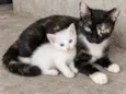 Machinho filhote e Femea Mãe