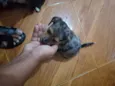 pintado
