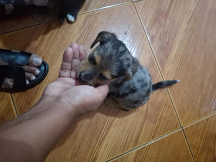 Cachorro raça SRD-ViraLata idade Abaixo de 2 meses nome pintado