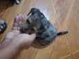 pintado