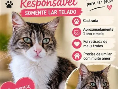 Gato raça SRD-ViraLata idade 1 ano nome Juma