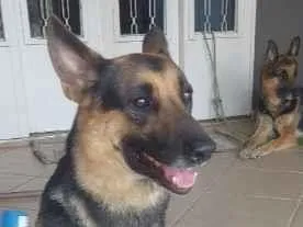 Cachorro raça Pastor Alemão idade 3 anos nome Thor