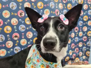 Cachorro raça SRD-ViraLata idade 3 anos nome Loki