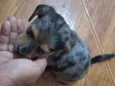 pintado