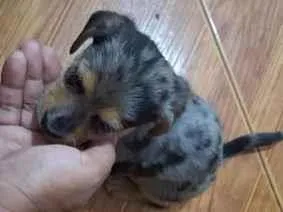 Cachorro raça SRD-ViraLata idade Abaixo de 2 meses nome pintado