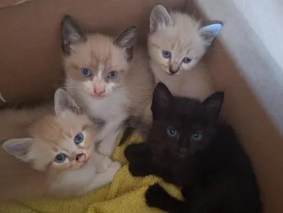 Gato raça SRD-ViraLata idade Abaixo de 2 meses nome Filhotes 