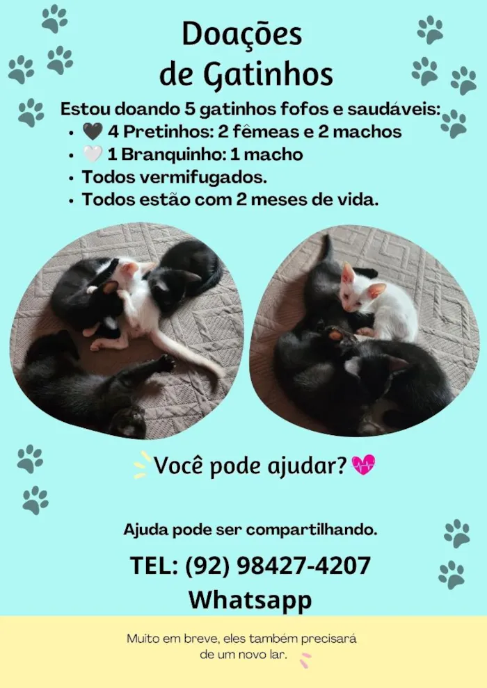 Gato raça SRD-ViraLata idade 2 a 6 meses nome SEM NOME