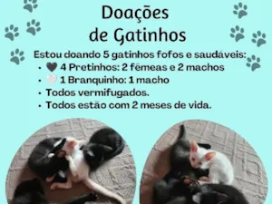 Gato raça SRD-ViraLata idade 2 a 6 meses nome SEM NOME