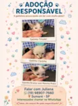Gatinhos sem nome 