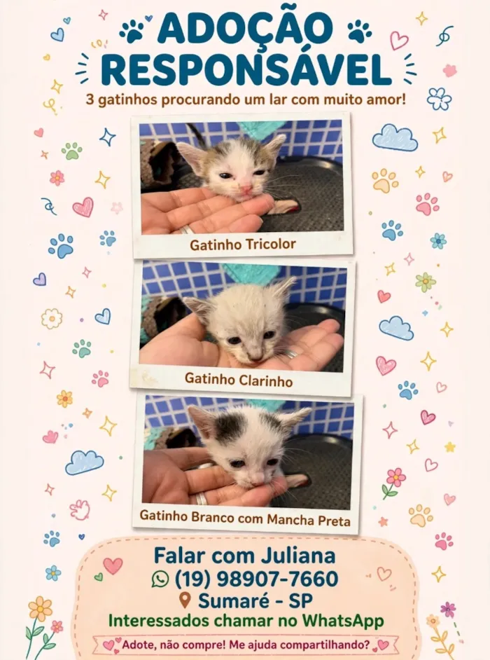 Gato raça SRD-ViraLata idade Abaixo de 2 meses nome Gatinhos sem nome 