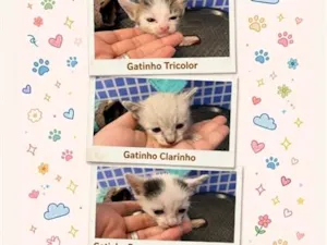Gato raça SRD-ViraLata idade Abaixo de 2 meses nome Gatinhos sem nome 