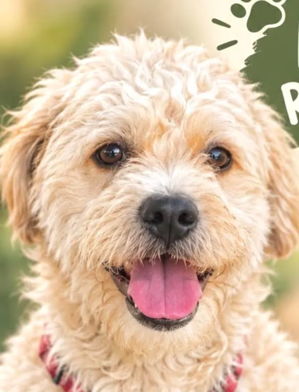 Cachorro raça Shitzu idade 1 ano nome Boby