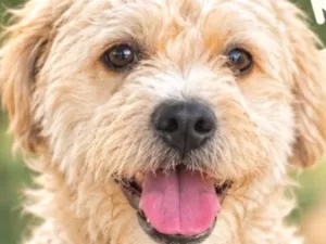 Cachorro raça Shitzu idade 1 ano nome Boby