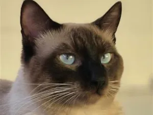 Gato raça Siamês idade 1 ano nome Mike