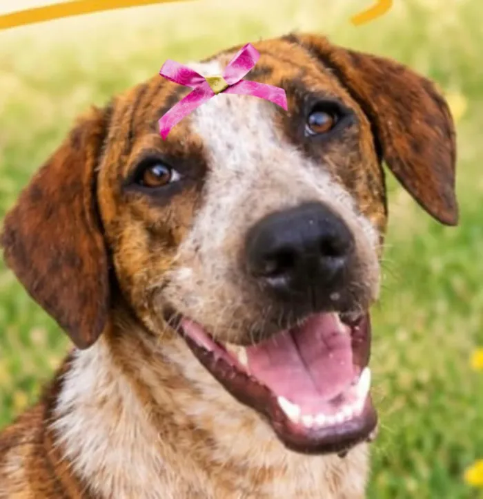 Cachorro raça SRD-ViraLata idade 1 ano nome Atena
