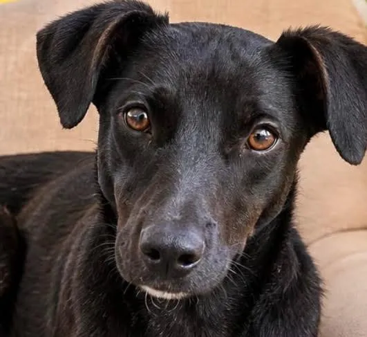 Cachorro raça SRD-ViraLata idade 1 ano nome Trovão