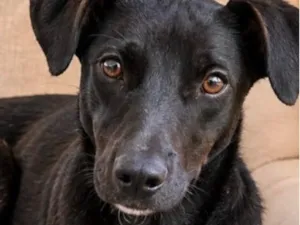Cachorro raça SRD-ViraLata idade 1 ano nome Trovão