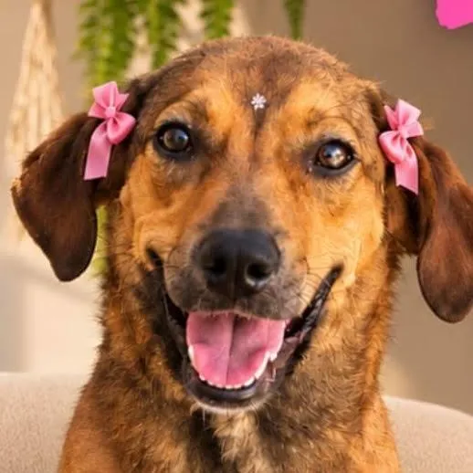 Cachorro raça SRD-ViraLata idade 1 ano nome Ester