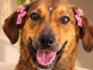 Cachorro raça SRD-ViraLata idade 1 ano nome Ester