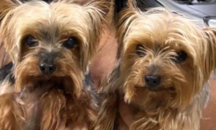Cachorro raça Pinscher idade 1 ano nome Binho e Dinho