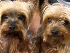 Cachorro raça Pinscher idade 1 ano nome Binho e Dinho