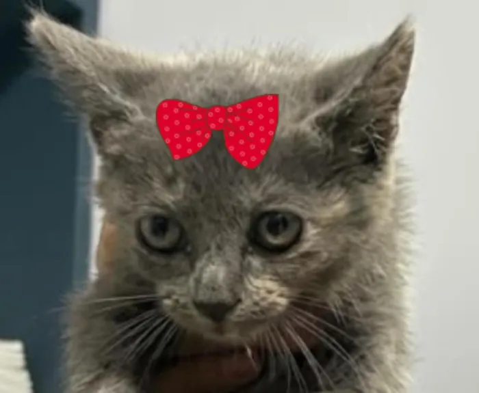 Gato raça SRD-ViraLata idade 2 a 6 meses nome Tina