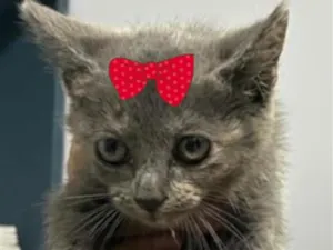 Gato raça SRD-ViraLata idade 2 a 6 meses nome Tina