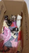Branquinho,Oliver,Marie e Floquinho 