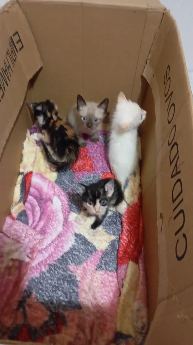 Gato raça SRD-ViraLata idade Abaixo de 2 meses nome Branquinho,Oliver,Marie e Floquinho 