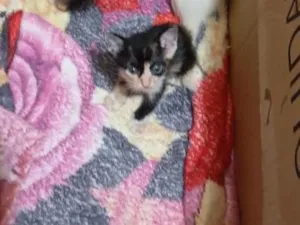 Gato raça SRD-ViraLata idade Abaixo de 2 meses nome Branquinho,Oliver,Marie e Floquinho 