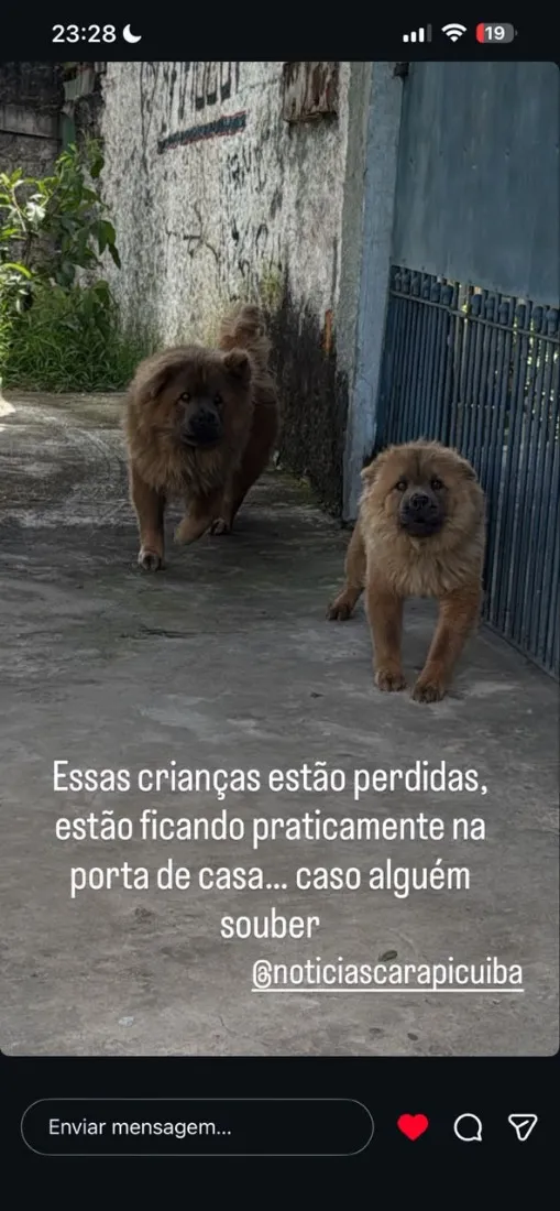 Cachorro raça SRD-ViraLata idade 7 a 11 meses nome Não sei 