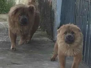Cachorro raça SRD-ViraLata idade 7 a 11 meses nome Não sei 
