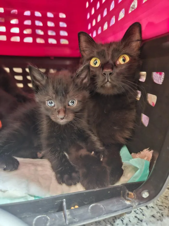 Gato raça SRD-ViraLata idade 2 anos nome Savana e filha