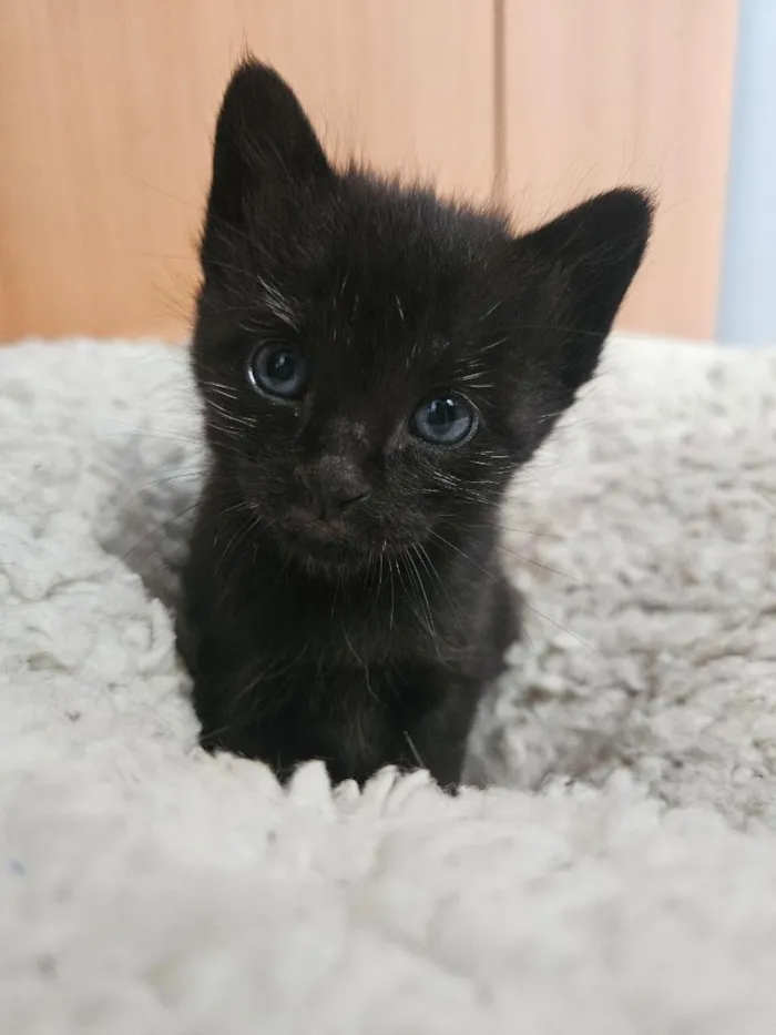 Gato raça SRD-ViraLata idade 2 anos nome Savana e filha