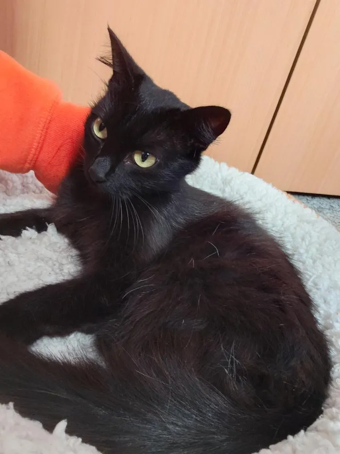 Gato raça SRD-ViraLata idade 2 anos nome Savana e filha