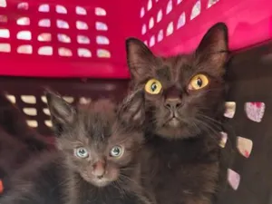 Gato raça SRD-ViraLata idade 2 anos nome Savana e filha