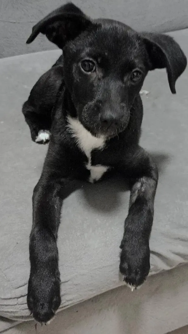 Cachorro raça SRD-ViraLata idade 2 a 6 meses nome Susy