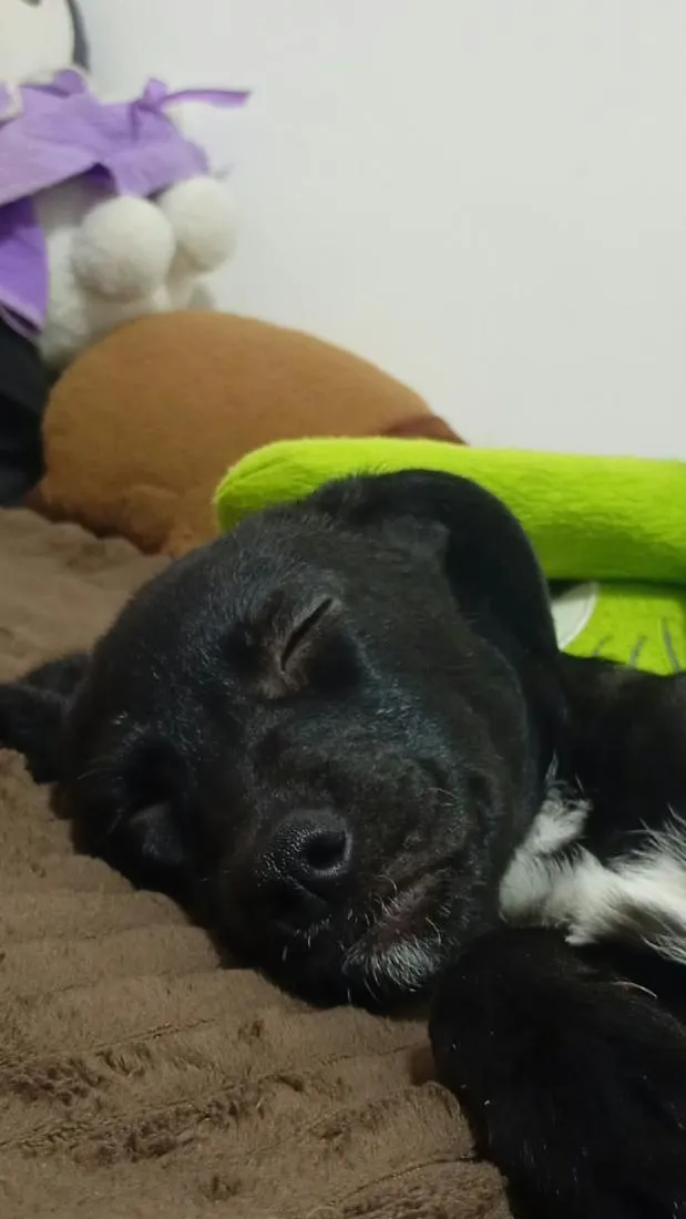 Cachorro raça SRD-ViraLata idade 2 a 6 meses nome Susy