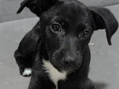 Cachorro raça SRD-ViraLata idade 2 a 6 meses nome Susy