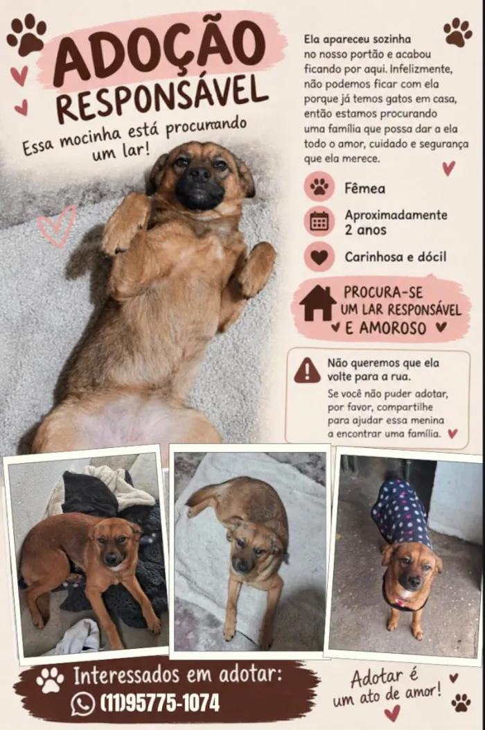 Cachorro raça SRD-ViraLata idade 2 anos nome sem nome