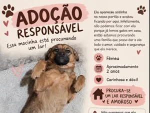 Cachorro raça SRD-ViraLata idade 2 anos nome sem nome