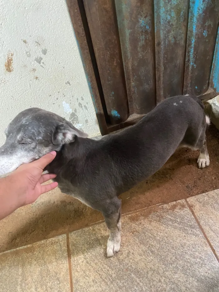 Cachorro raça SRD-ViraLata idade 6 ou mais anos nome Pirulito e chiclete 