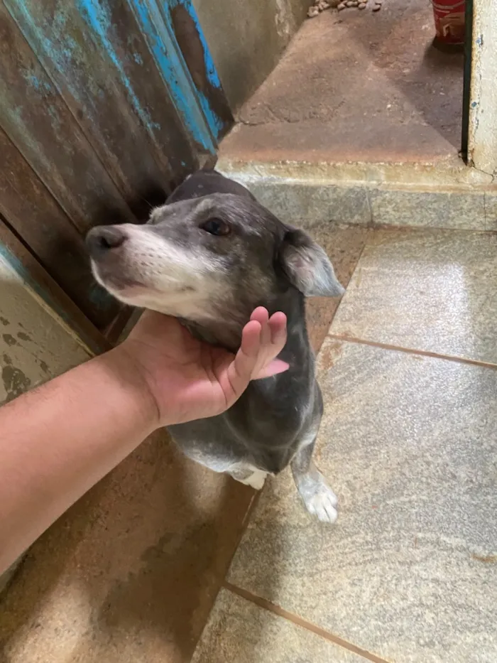 Cachorro raça SRD-ViraLata idade 6 ou mais anos nome Pirulito e chiclete 