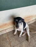 Pirulito e chiclete 