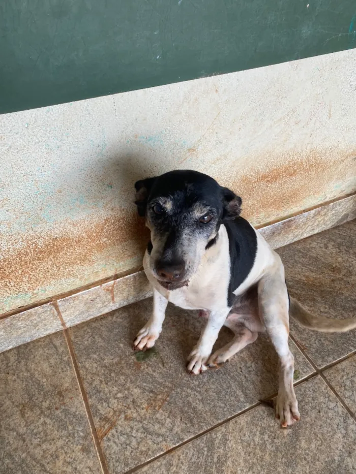 Cachorro raça SRD-ViraLata idade 6 ou mais anos nome Pirulito e chiclete 