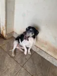 Pirulito e chiclete 