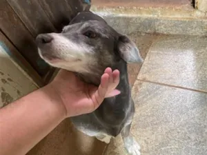 Cachorro raça SRD-ViraLata idade 6 ou mais anos nome Pirulito e chiclete 