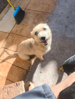 Cachorro raça SRD-ViraLata idade 1 ano nome Chica
