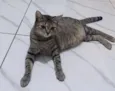 Chiquinha 